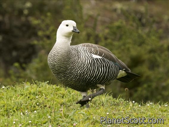 Upland Goose (Chloephaga picta) - Male