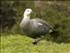 Upland Goose (Chloephaga picta) - Male