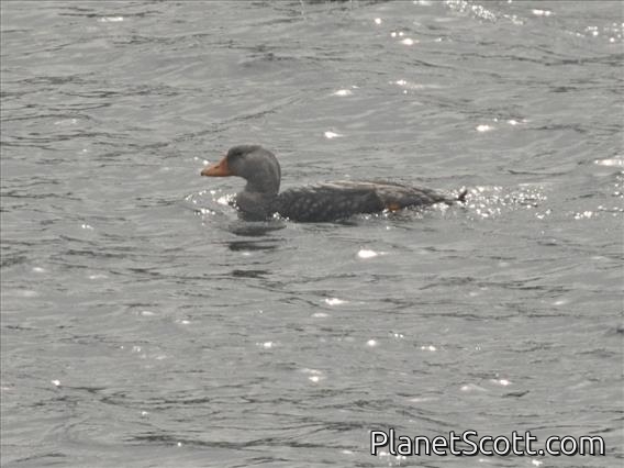 Flightless Steamer-Duck (Tachyeres pteneres)