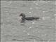 Flightless Steamer-Duck (Tachyeres pteneres)
