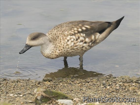 Crested Duck (Lophonetta specularioides)