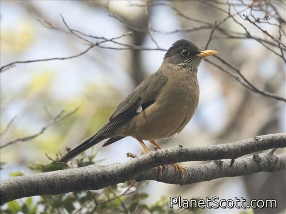 Austral Thrush (Turdus falcklandii)