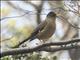 Austral Thrush (Turdus falcklandii)