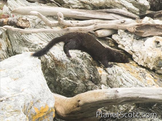 American Mink (Neogale vison)