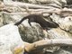American Mink (Neogale vison)