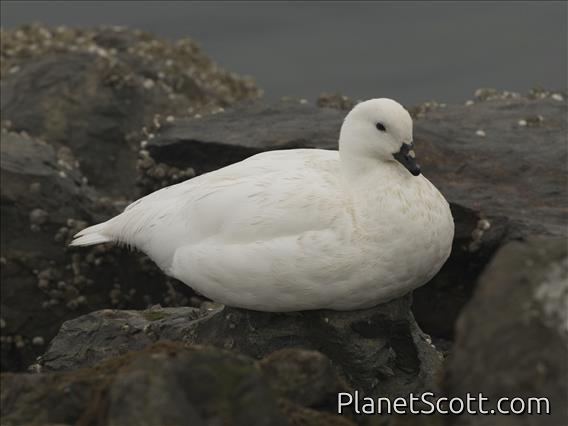 Kelp Goose (Chloephaga hybrida) - Male