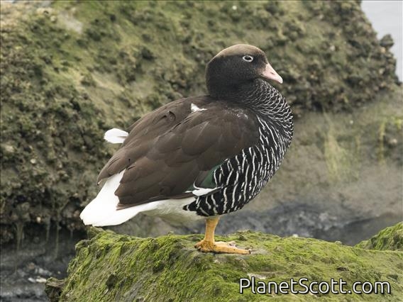 Kelp Goose (Chloephaga hybrida) - Female