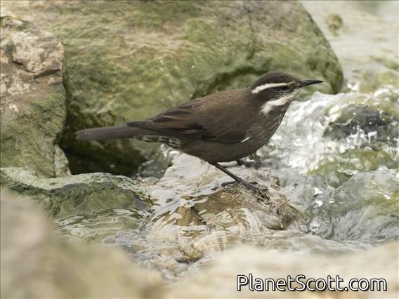 Blackish Cinclodes (Cinclodes patagonicus)
