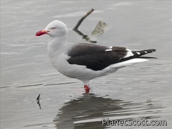 Dolphin Gull (Leucophaeus scoresbii)