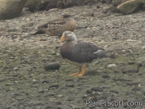 Flying Steamer-Duck (Tachyeres patachonicus)