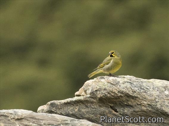 Yellow-bridled Finch (Melanodera xanthogramma) - Male
