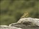 Yellow-bridled Finch (Melanodera xanthogramma) - Male