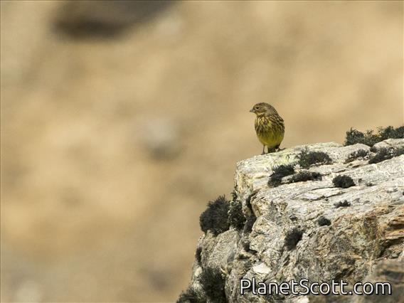 Yellow-bridled Finch (Melanodera xanthogramma) - Female