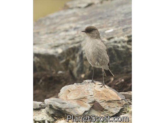 Dark-faced Ground-Tyrant (Muscisaxicola maclovianus)