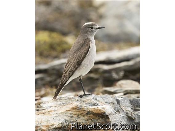 Ochre-naped Ground-Tyrant (Muscisaxicola flavinucha)