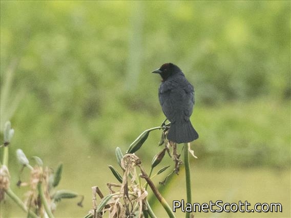 Chestnut-capped Blackbird (Chrysomus ruficapillus)