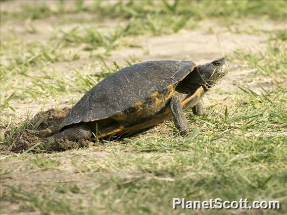 Red-eared Slider (Trachemys scripta)