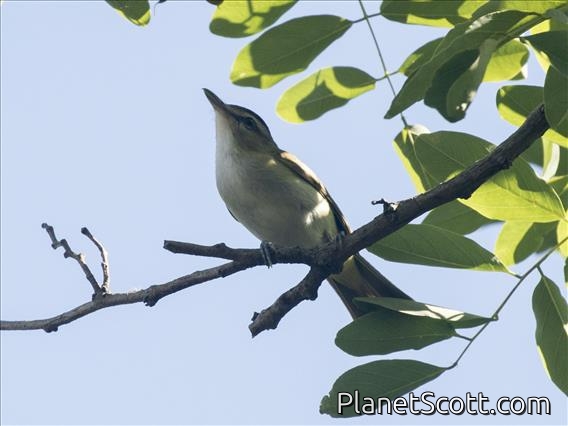 Chivi Vireo (Vireo chivi)