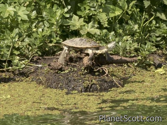 Hilaire's Side-necked Turtle (Phrynops hilarii)