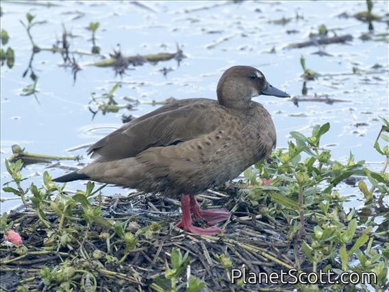 Brazilian Teal (Amazonetta brasiliensis) - Female