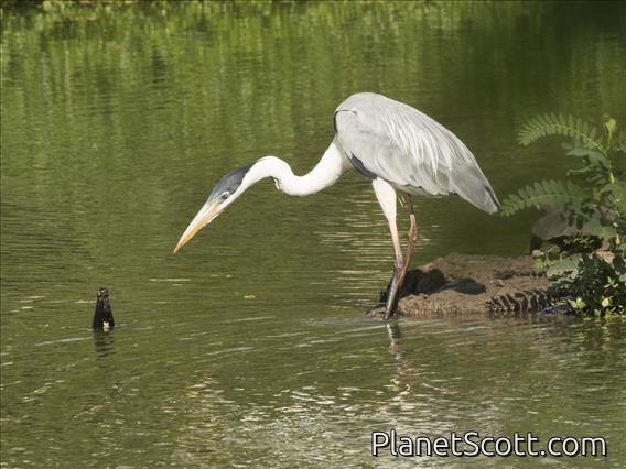 Cocoi Heron (Ardea cocoi)