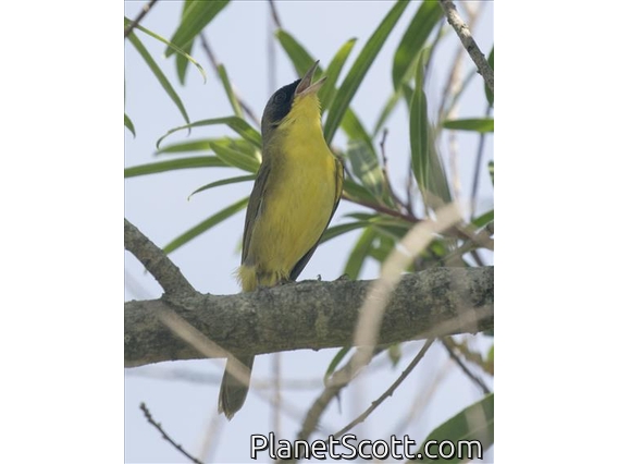 Masked Yellowthroat (Geothlypis aequinoctialis)