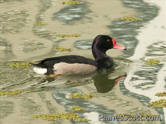 Rosy-billed Pochard (Netta peposaca) - Male