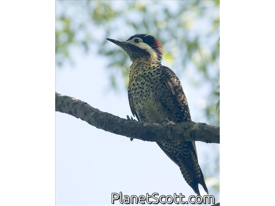 Green-barred Woodpecker (Colaptes melanochloros)