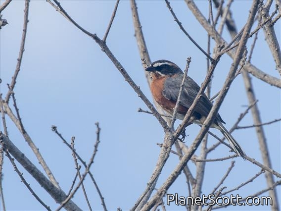 Black-and-rufous Warbling-Finch (Poospiza nigrorufa)