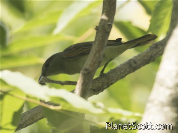White-winged Becard (Pachyramphus polychopterus)
