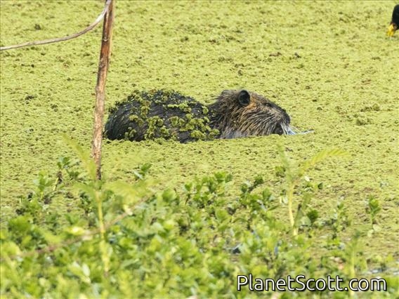 Coypu (Myocastor coypus)
