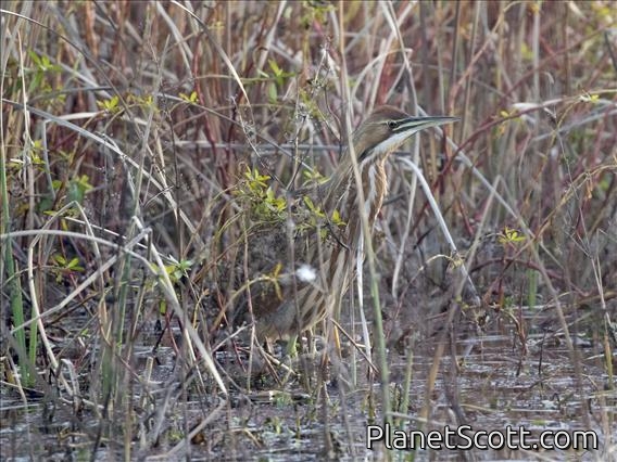 American Bittern (Botaurus lentiginosus)