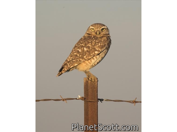 Burrowing Owl (Athene cunicularia)