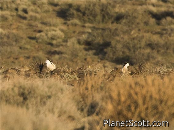 Greater Sage Grouse (Centrocercus urophasianus) - Male