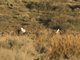 Greater Sage Grouse (Centrocercus urophasianus) - Male