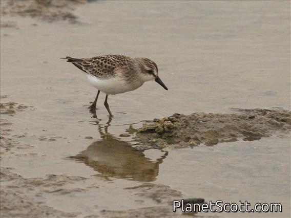 Semipalmated Sandpiper (Calidris pusilla)