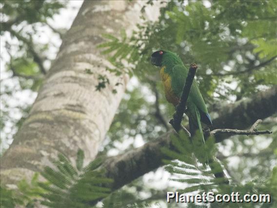 Masked Shining-Parrot (Prosopeia personata)