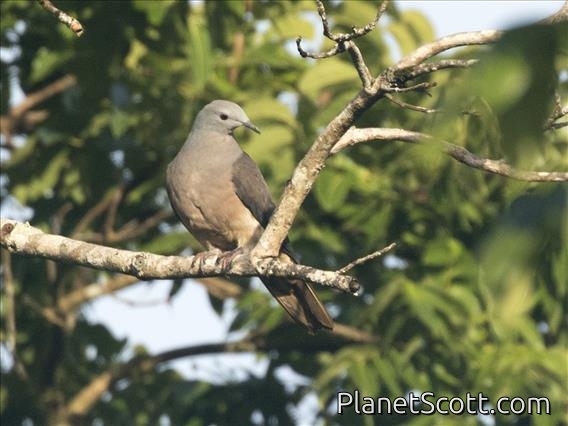 Peale's Imperial-Pigeon (Ducula latrans)