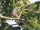 Peale's Imperial-Pigeon (Ducula latrans)