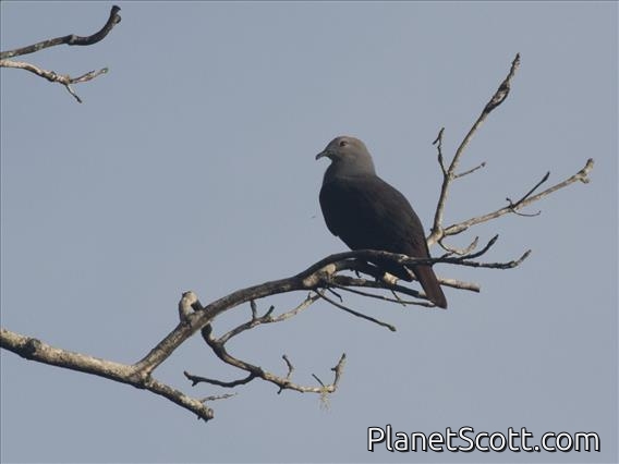 Peale's Imperial-Pigeon (Ducula latrans)
