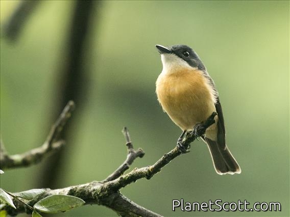 Vanikoro Flycatcher (Myiagra vanikorensis) - Viti Levu