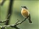 Vanikoro Flycatcher (Myiagra vanikorensis) - Viti Levu