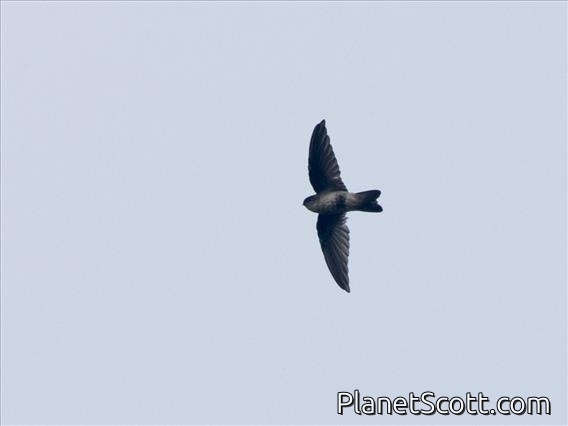 White-rumped Swiftlet (Aerodramus spodiopygius)
