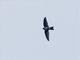 White-rumped Swiftlet (Aerodramus spodiopygius)