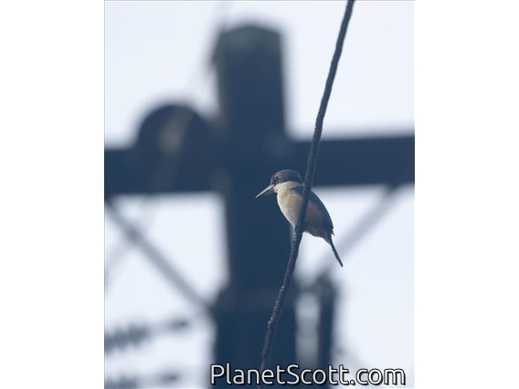 Pacific Kingfisher (Todiramphus sacer)