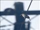 Pacific Kingfisher (Todiramphus sacer)