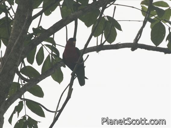 Collared Lory (Vini solitarius)