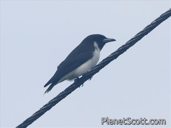 Fiji Woodswallow (Artamus mentalis)