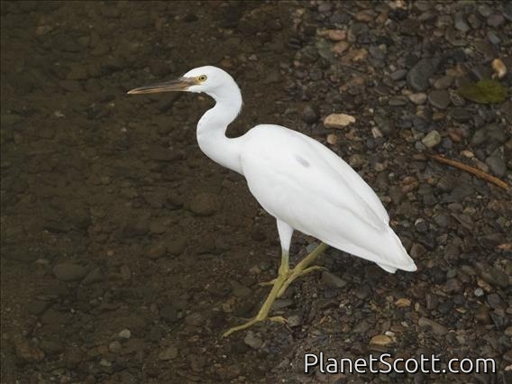 Pacific Reef-Heron (Egretta sacra)