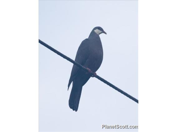 Metallic Pigeon (Columba vitiensis)